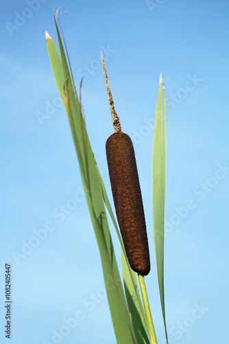 The dark brown cigar shaped head of a cattail. photo