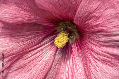 Macro photo of a pink hollyhock flower. photo