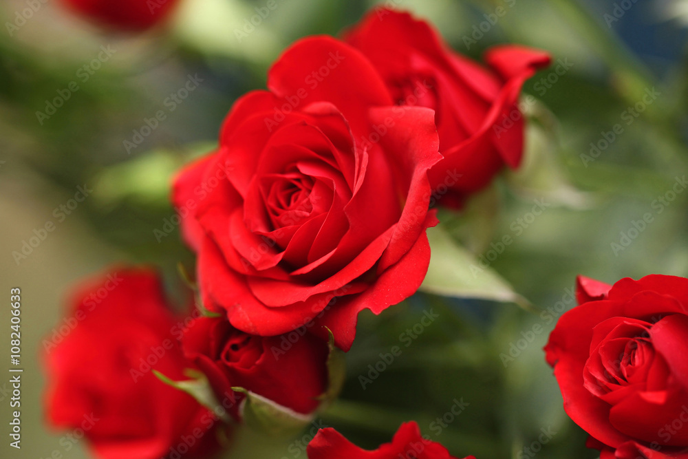 Detail of red roses in the garden. Detail of red roses in the garden.