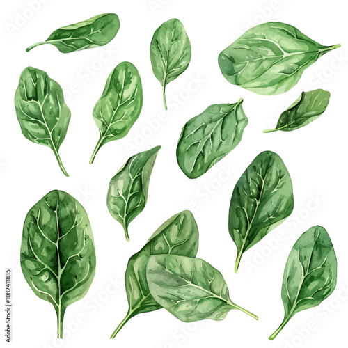 A watercolor drawing of a set of spinach leaves, isolated on a white background. Spinach leaves vector.