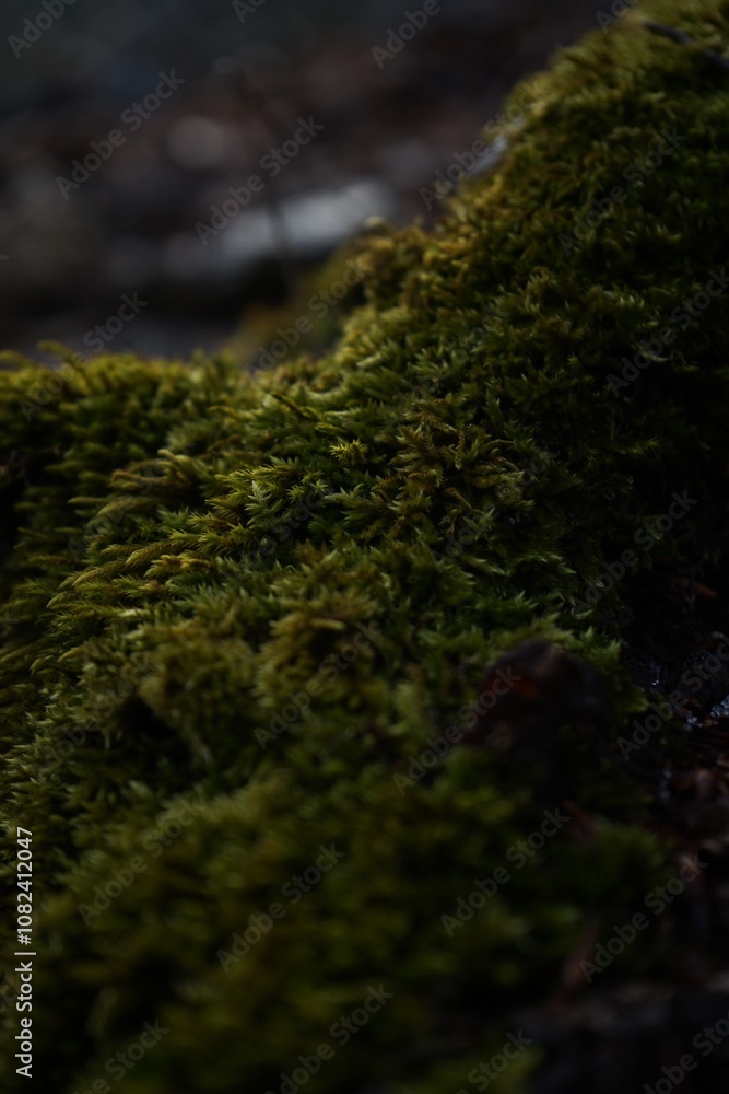 green moss on the ground