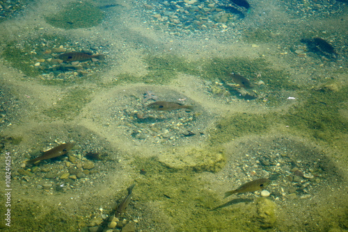 Obraz na plátně Several Bluegills guarding their nests in a lake