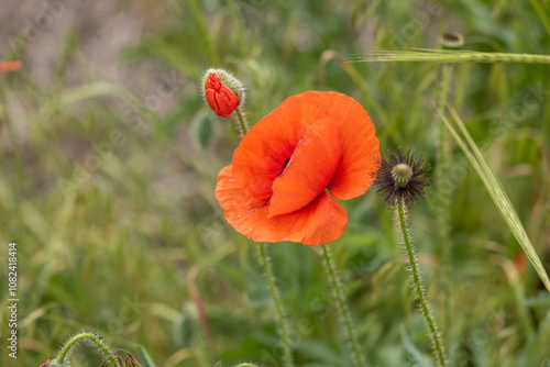 Red poppy blooming in a green field with bud and seed head photo