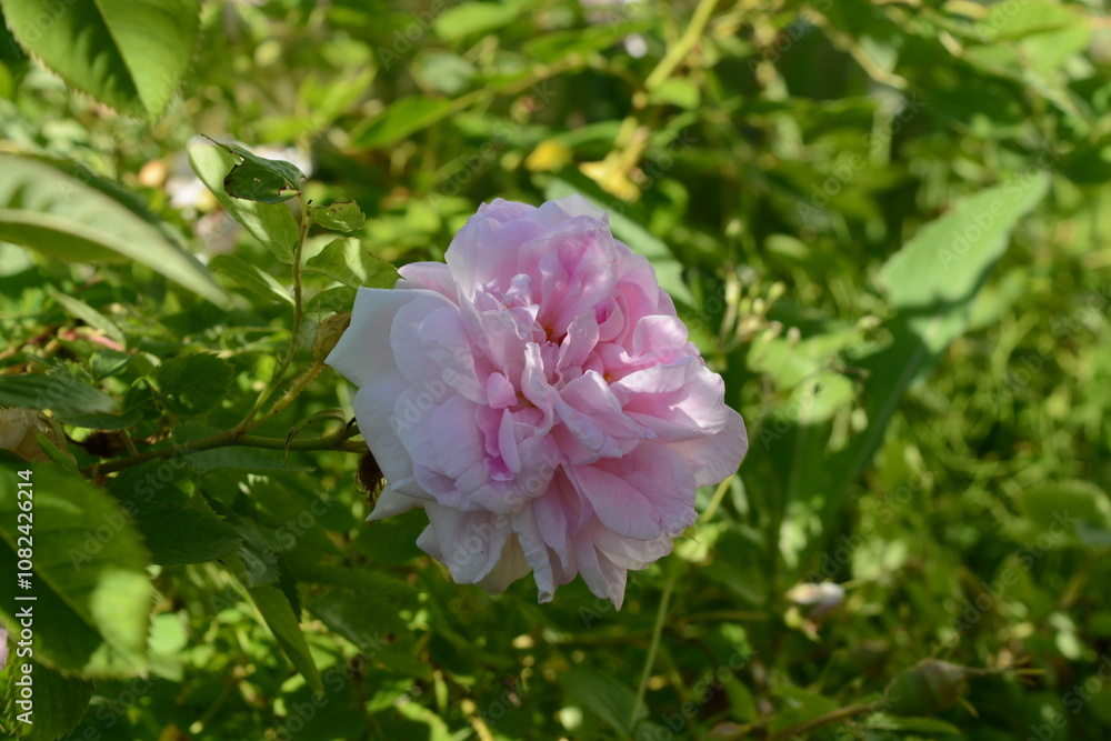 Beautiful double pink rose, illuminated by the sun, against a background of green leaves in the garden in summer Beautiful double pink rose, illuminated by the sun, against a background of green leaves in the garden in summer
