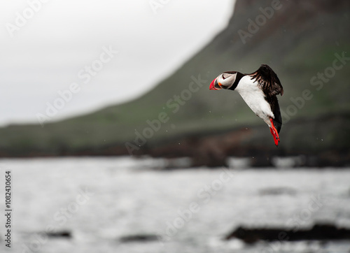 Atlantic Puffin in Iceland