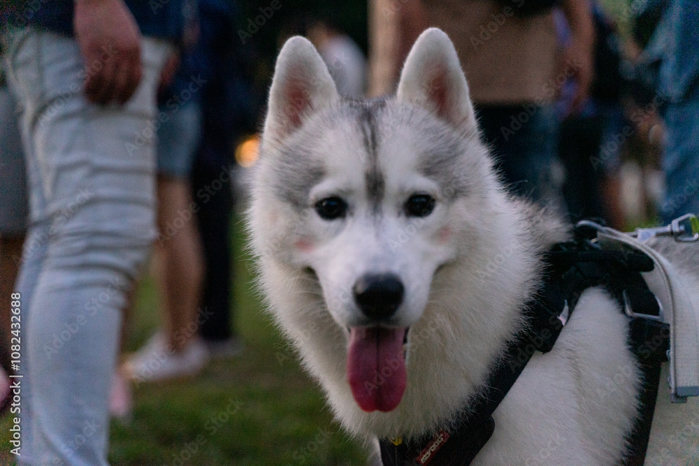 Naklejka premium A joyful Siberian Husky is gracefully walking across a lush green field, its fluffy coat glistening under the sunlight. With its iconic wolf-like appearance, striking blue eyes