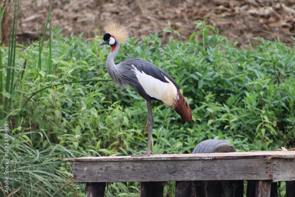 Naklejka premium Crowned crane standing on a dock