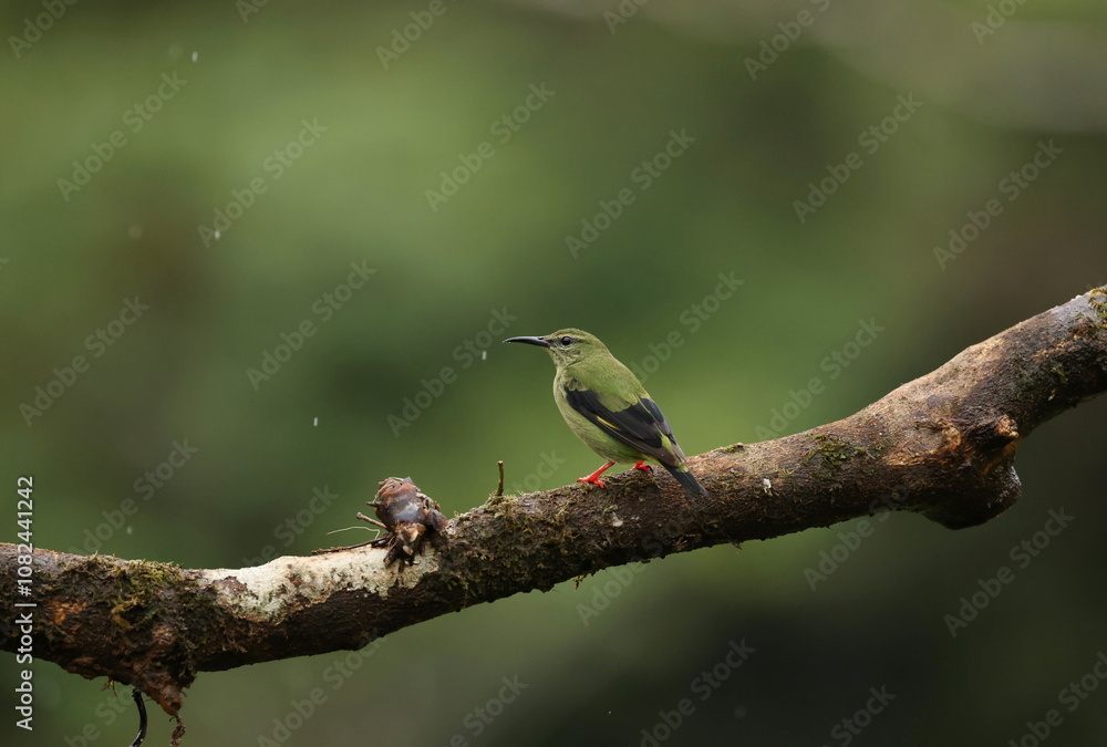 Obraz premium Red-legged honeycreeper