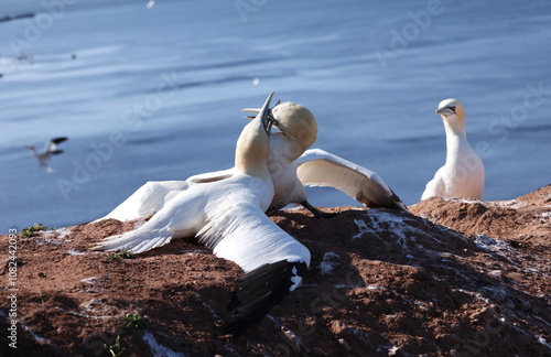 Northern gannet fighting photo