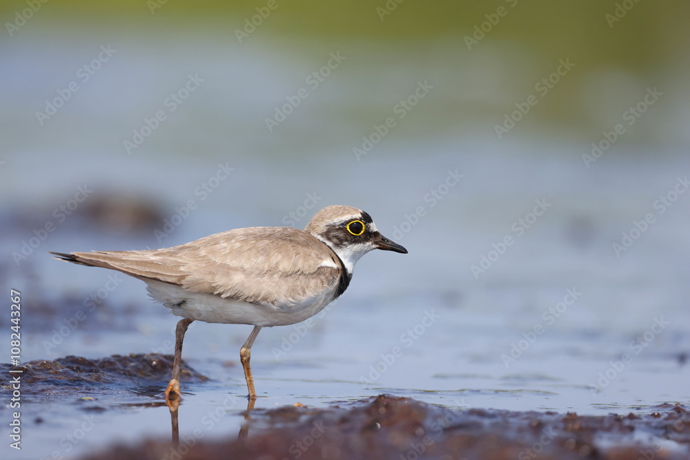 Fototapeta premium Little ringed plover