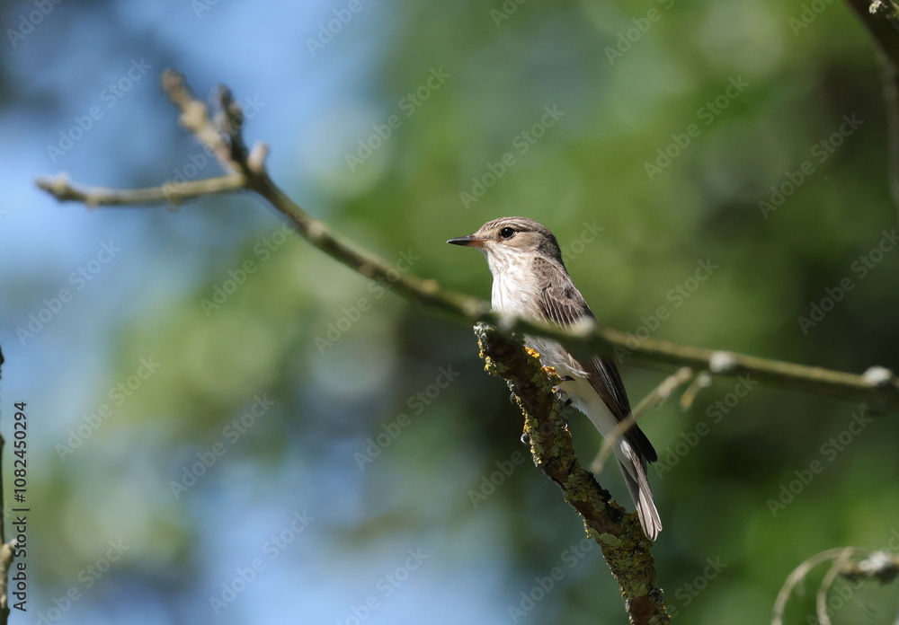 Obraz premium Spotted flycatcher