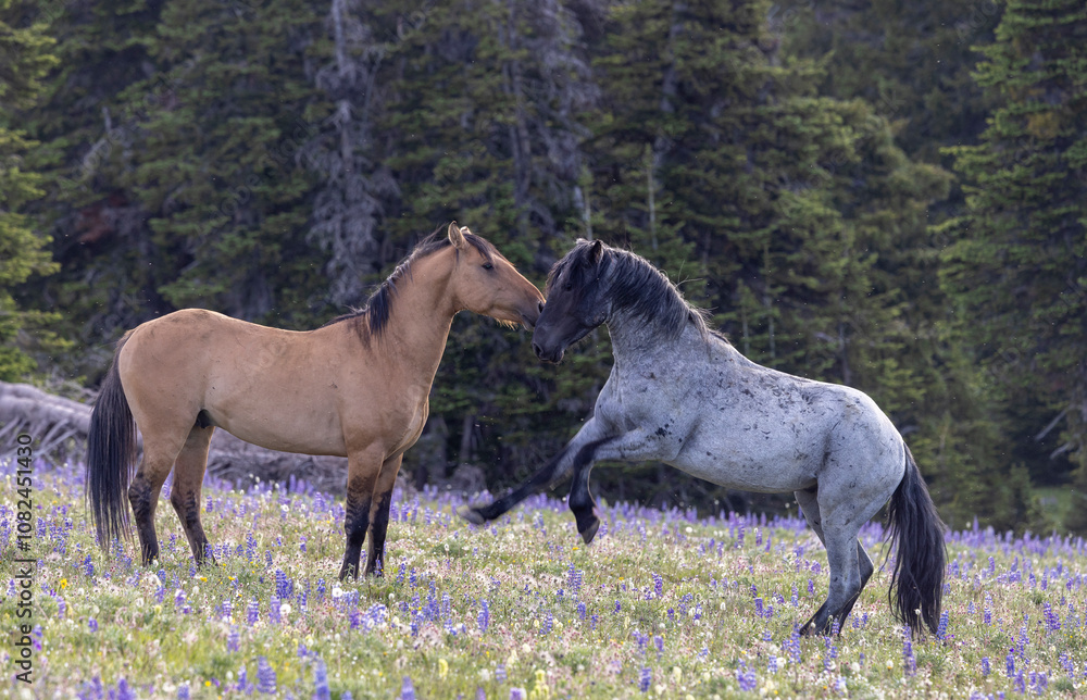 Wild Horse Stallions in the Pryor Mountains Montana in Summer Wild Horse Stallions in the Pryor Mountains Montana in Summer