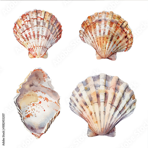 A watercolor drawing of a set of Venus shells, isolated on a white background. Venus shells vector.