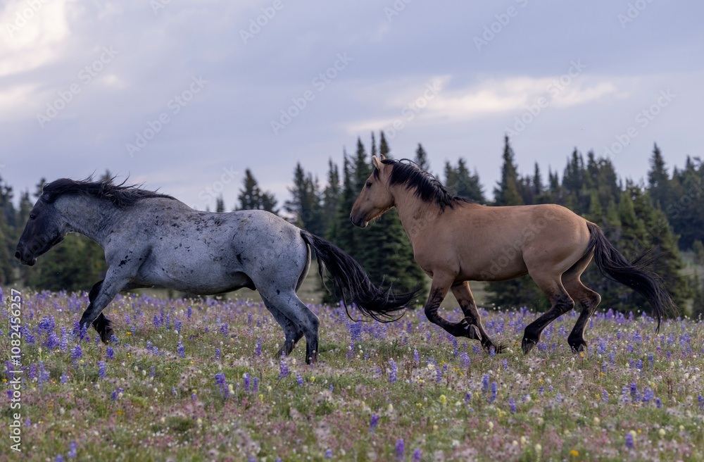 Fototapeta premium Wild Horse Stallions in the Pryor Mountains Montana in Summer