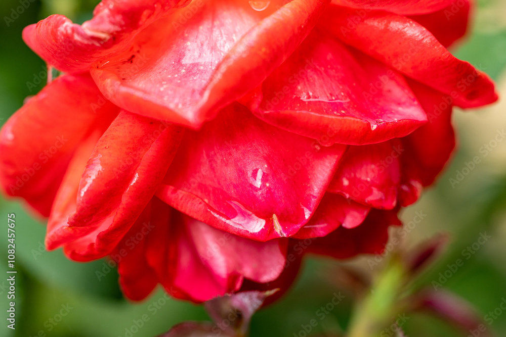 Close-up of red rose petals showing water droplets after rain Close-up of red rose petals showing water droplets after rain