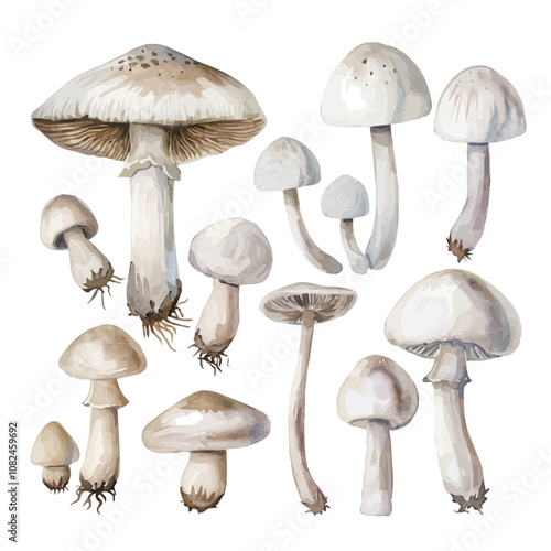 A watercolor vector of a set of white mushrooms, isolated on a white background. White mushrooms vector.