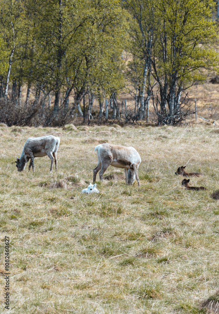Grazing Reindeer Family in Femundsmarka National Park, Norway Grazing Reindeer Family in Femundsmarka National Park, Norway