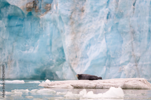 Bearded seal (Erignathus barbatus) on ice in front of glacier photo