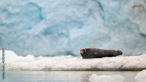 Bearded seal (Erignathus barbatus) on ice in front of glacier photo