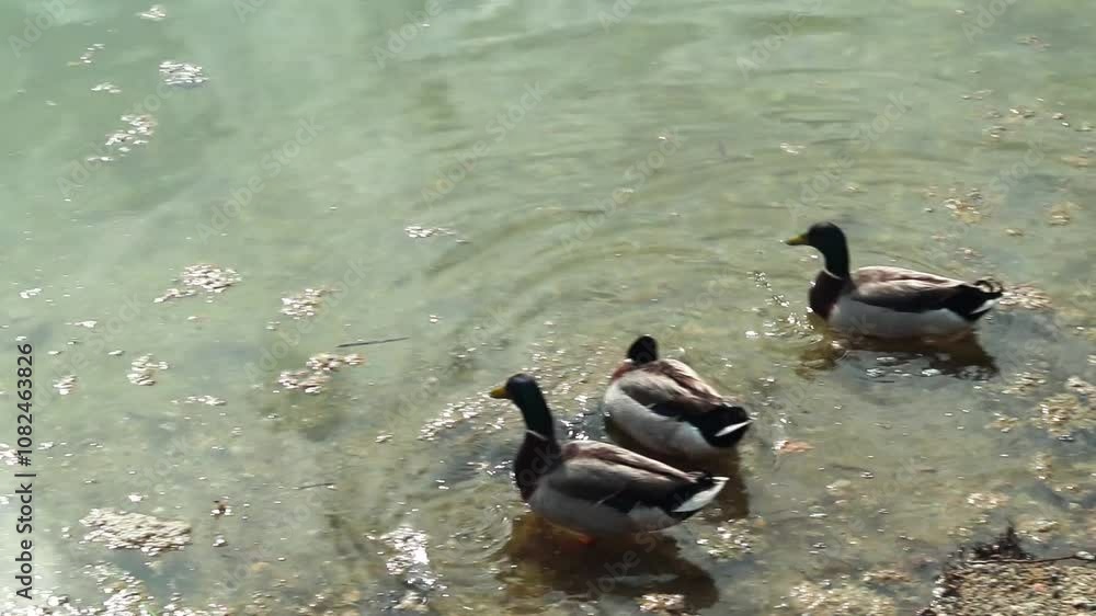 Group of mallard ducks swimming and feeding in lake water.