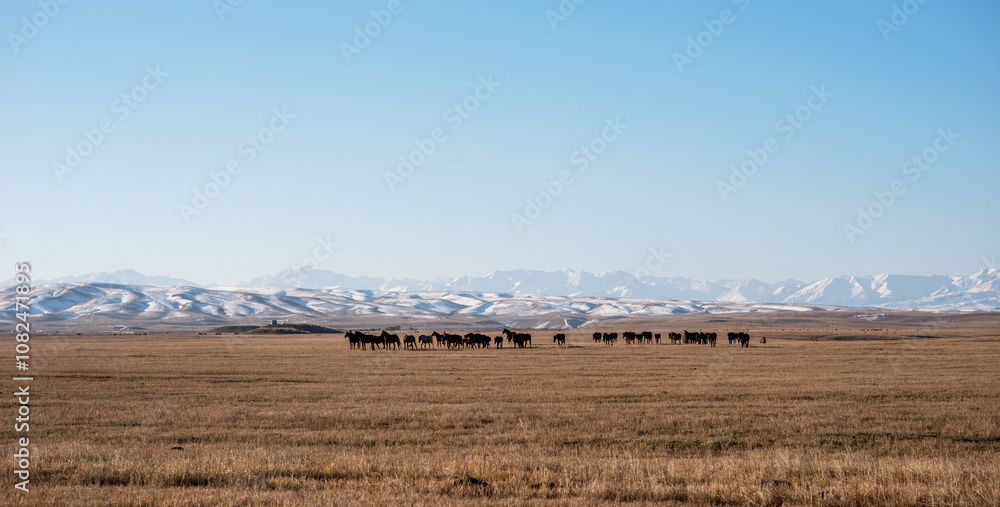 Fototapeta premium A tranquil expanse of golden grassland stretches towards snow-capped mountain peaks under a clear blue sky, herd of horses grazing peacefully, embodying the serene essence of a pastoral landscape.