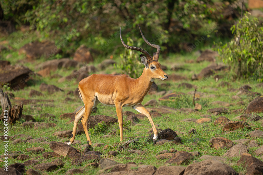 Male impala walks through rocks on hillside Male impala walks through rocks on hillside