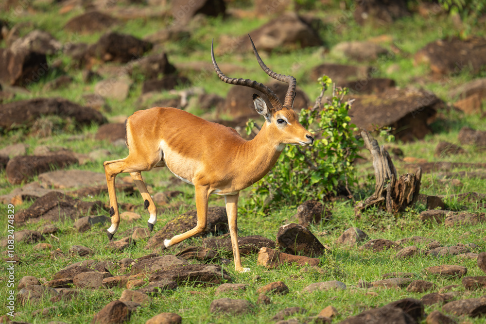 Male impala gallops through rocks on hillside Male impala gallops through rocks on hillside