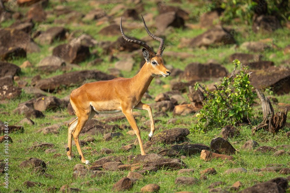 Male impala crossing rocky hillside eyeing camera Male impala crossing rocky hillside eyeing camera
