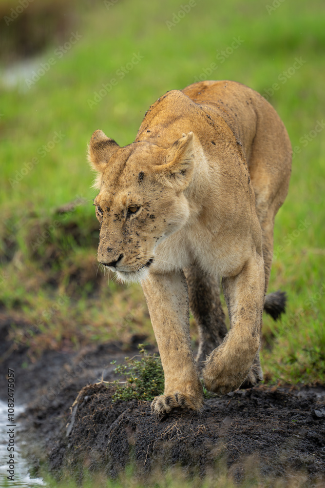 Lioness walks next to stream lifting forepaw Lioness walks next to stream lifting forepaw