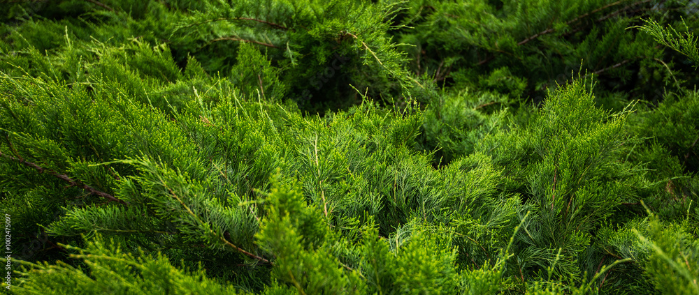 a dense close-up of vibrant green coniferous shrubbery, with a mix of fine and soft needle-like leaves, displaying various shades of green and intricate textures. a dense close-up of vibrant green coniferous shrubbery, with a mix of fine and soft needle-like leaves, displaying various shades of green and intricate textures.