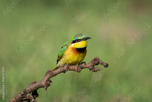 Little bee-eater crouches on branch watching camera photo