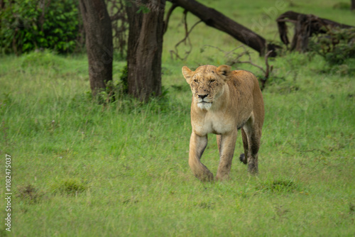 Lioness walks towards camera over grassy plain photo