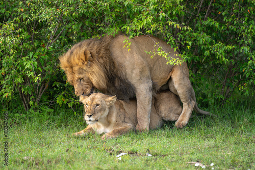 Canvas Print Lions mate on short grass in bushes