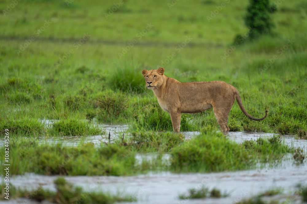 Lioness stands on flooded grassland turning head Lioness stands on flooded grassland turning head