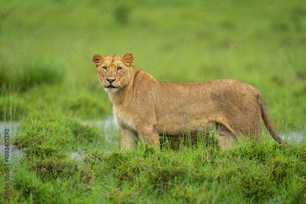 Lioness stands on grassy riverbank in rain Lioness stands on grassy riverbank in rain
