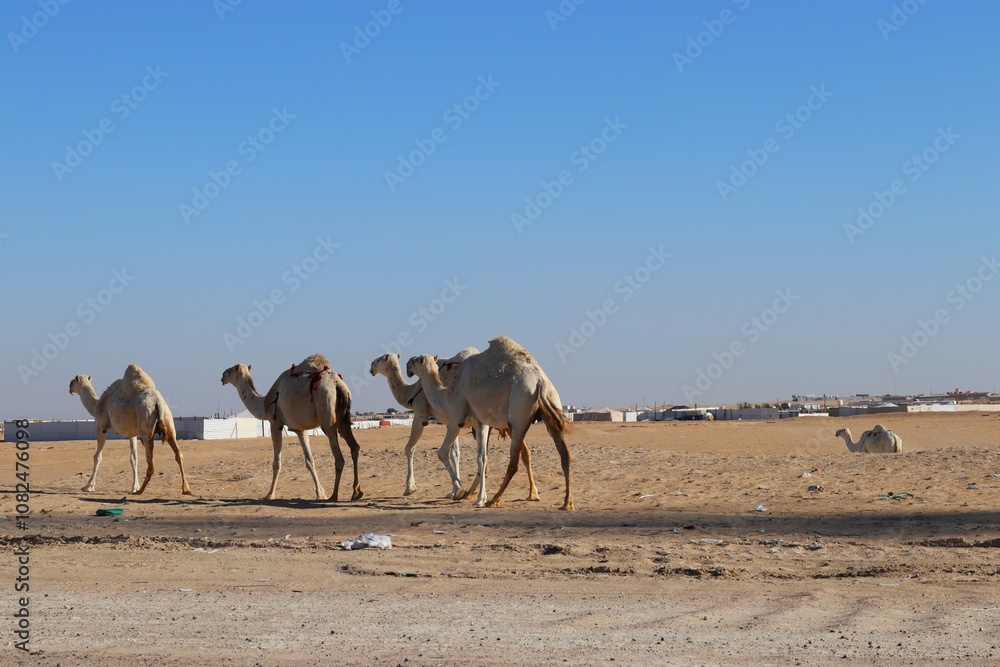 Camels in the Kuwaiti desert, November 2024 Camels in the Kuwaiti desert, November 2024