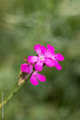 Blooming purple carthusian pink flower in green meadow