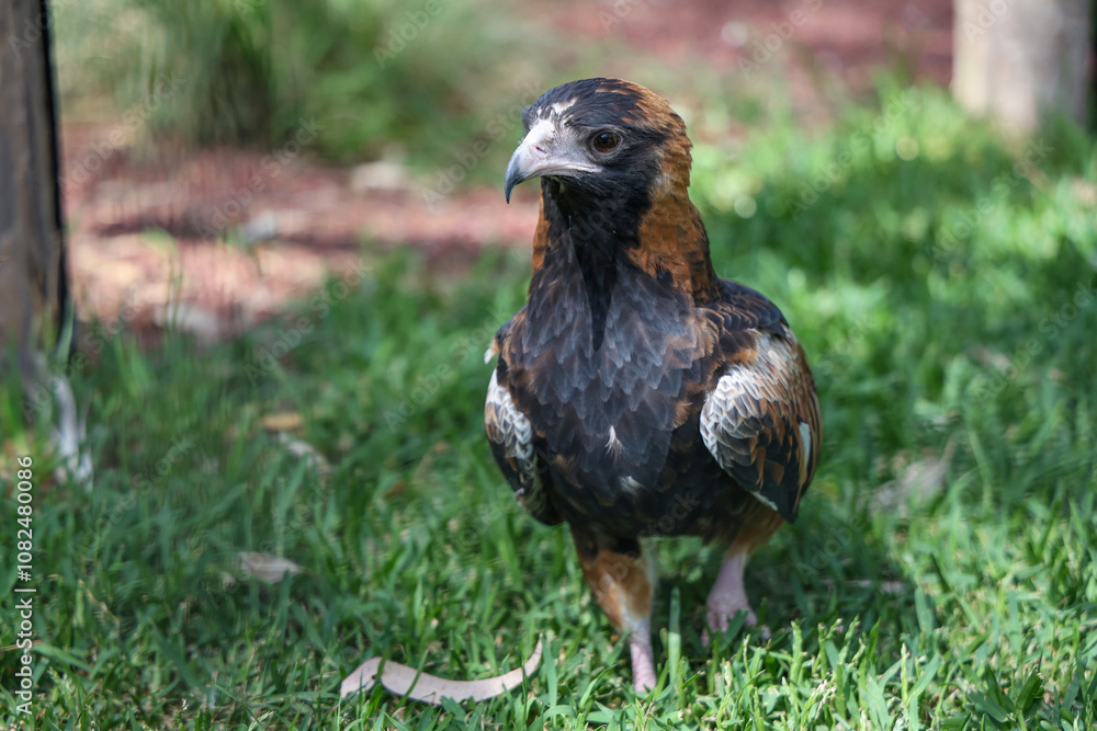 Fototapeta premium The black breasted buzzard is predator in nature at australia
