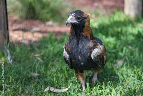 The black breasted buzzard is predator in nature at australia photo