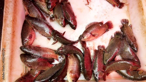 Fresh fish squirm in a white styrofoam box at a bustling market, showcasing their lively movement and vibrant colors