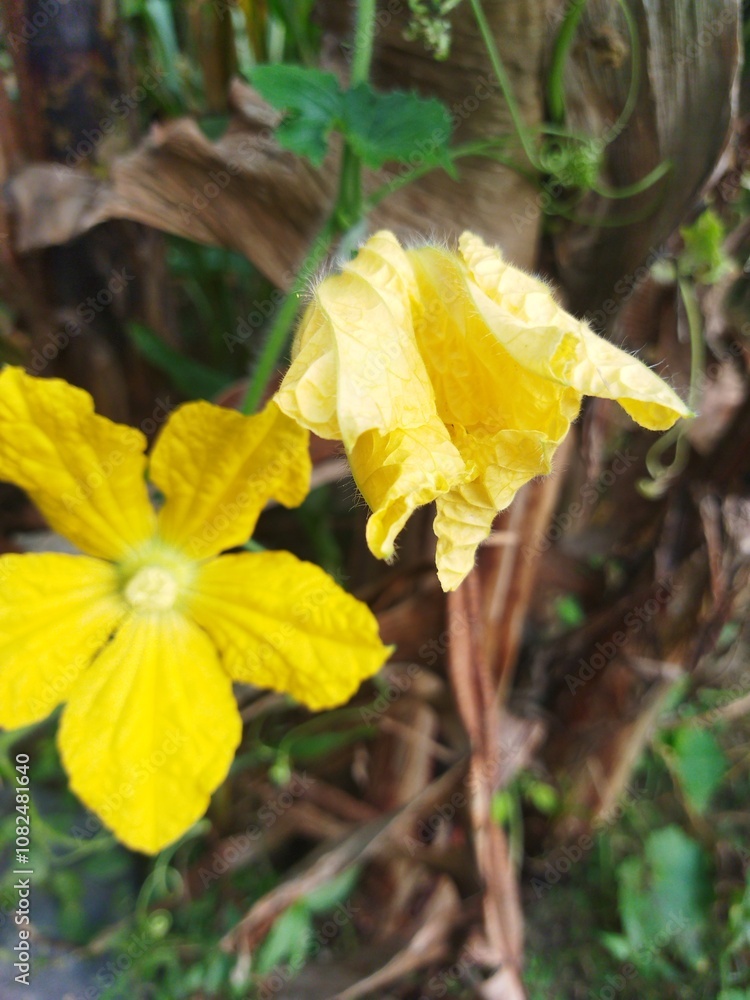 Nature's artistry: a stunning yellow flower, a testament to the beauty of the garden. Nature's artistry: a stunning yellow flower, a testament to the beauty of the garden.