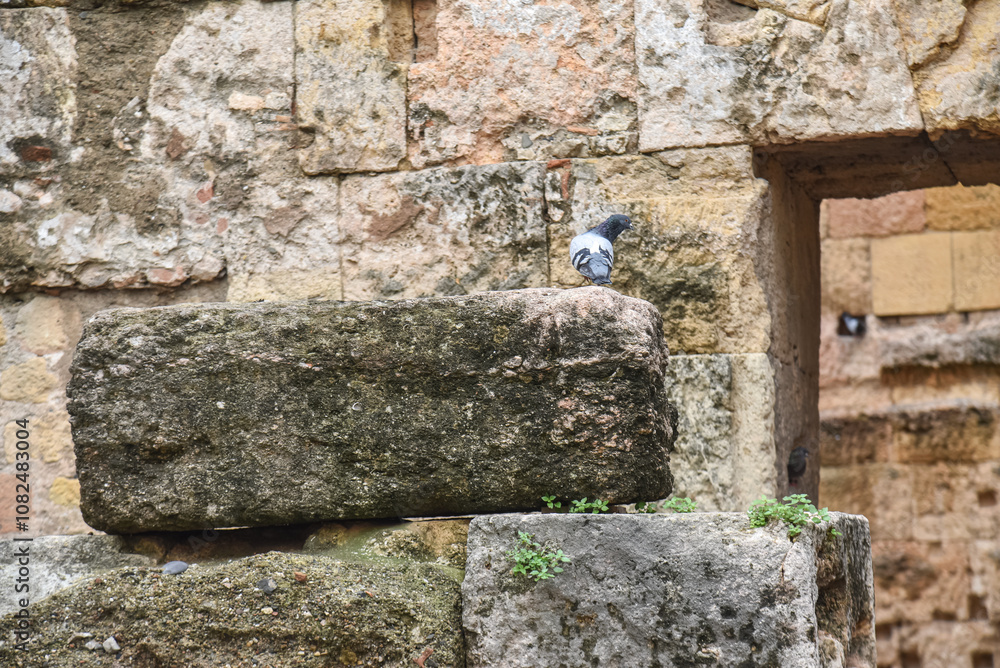 a pigeon standing on the ruins of an old house in Tarragona, spain