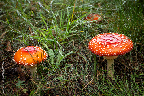 Autumnal background with two beautiful red toadstool mushrooms (Amanita muscaria) growing on the grass. photo