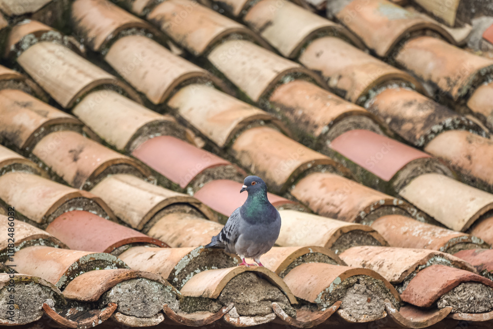a pigeon standing on the roof of an old house in Tarragona, spain