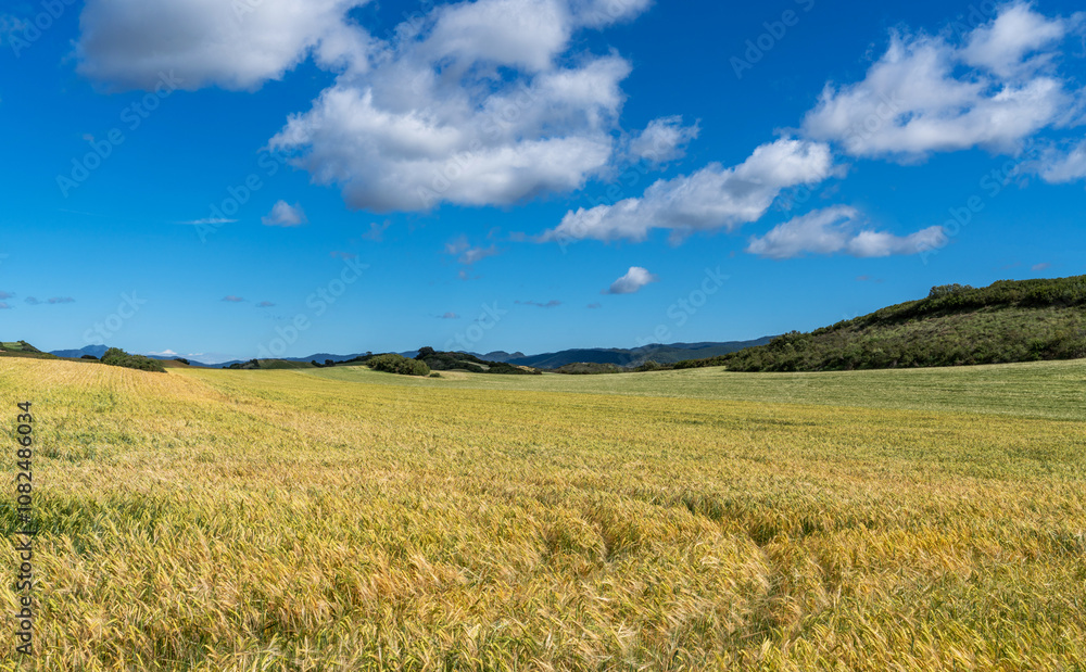an expansive golden grain field undulating with the wind, set against a backdrop of rolling hills and a clear blue sky with scattered clouds. an expansive golden grain field undulating with the wind, set against a backdrop of rolling hills and a clear blue sky with scattered clouds.