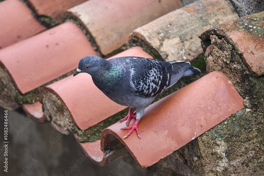 a pigeon standing on the roof of an old house in Tarragona, spain