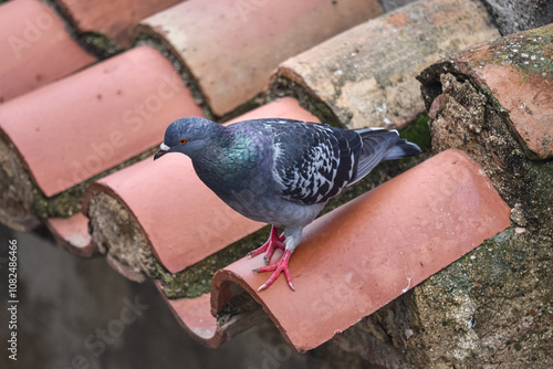 Obraz na płótnie a pigeon standing on the roof of an old house in Tarragona, spain w salonie
