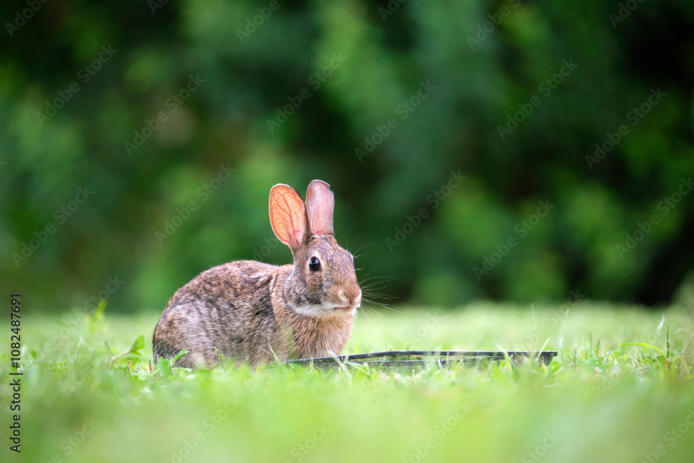 Fototapeta premium Grey small hare eating grass on summer field. Wild rabbit in nature