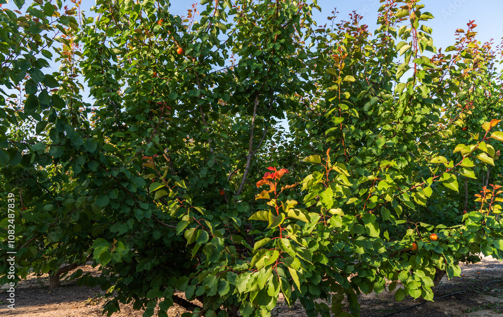 An orchard filled with fruit trees. The branches are dense with green leaves, and some leaves have turned a reddish hue, indicating the transition of seasons. The sun is shining through the foliage. An orchard filled with fruit trees. The branches are dense with green leaves, and some leaves have turned a reddish hue, indicating the transition of seasons. The sun is shining through the foliage.