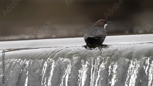 The white-throated dipper (The European dipper, Cinclus cinclus) moves along the edge of a waterfall in search of food. The bird puts its head under the water. Slow motion (120 fps), close-up.
